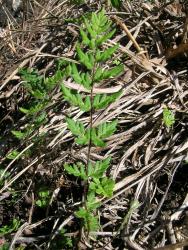 Cheilanthes distans. Adaxial surface of mature frond.
 Image: L.R. Perrie © Leon Perrie CC BY-NC 3.0 NZ